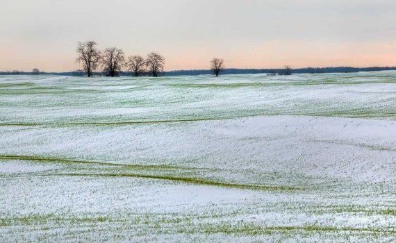 Вторая волна похолодания и снега не вредит сельхозугодьям - agroexpert.md