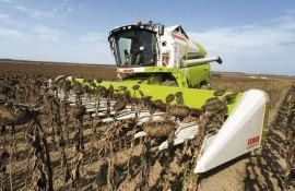 Преимущества выращивания подсолнечника на капельном орошении - agroexpert.md