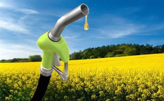 Под производство биотоплива в мире отдано около 6 % посевных площадей - agroexpert.md