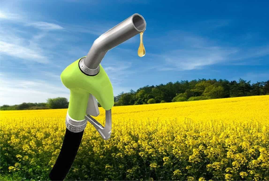 Под производство биотоплива в мире отдано около 6 % посевных площадей - agroexpert.md