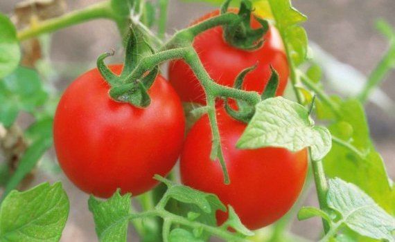 Незаконное выращивание охраняемого сорта томата привело фермера в тюрьму - agroexpert.md