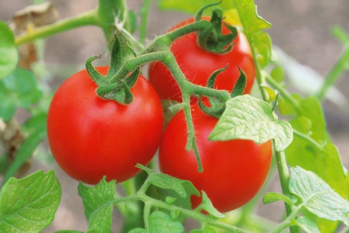 Незаконное выращивание охраняемого сорта томата привело фермера в тюрьму - agroexpert.md