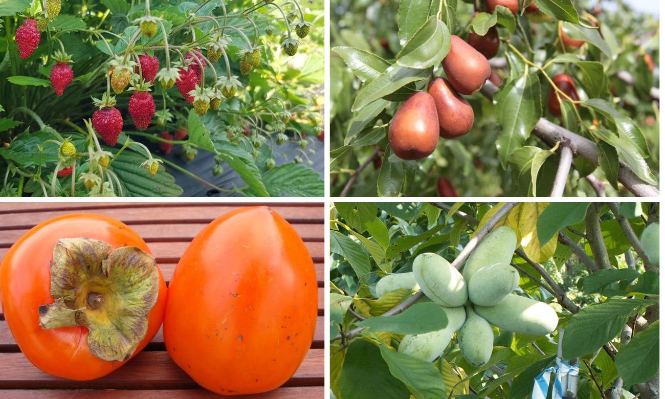 Потепление открывает широкие перспективы выращивания нишевых плодов в РМ - agroexpert.md