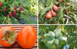 Потепление открывает широкие перспективы выращивания нишевых плодов в РМ
