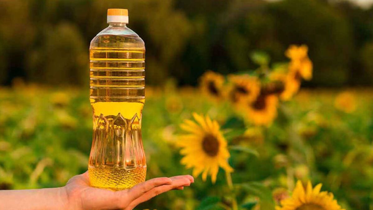 cantitate record de ulei de floarea soarelui în 2023 - agroexpert.md