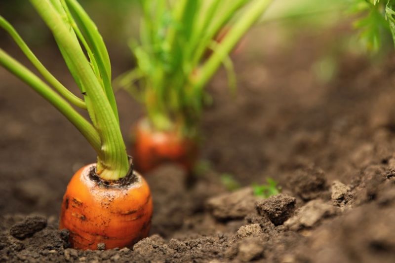 Cum se cultivă morcovii - agroexpert