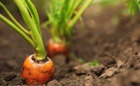 Cum se cultivă morcovii - agroexpert