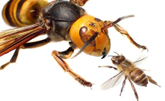 Медоносным пчелам по всей Европе угрожают агрессивные азиатские шершни - agroexpert.md