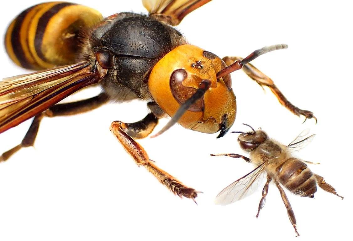 Медоносным пчелам по всей Европе угрожают агрессивные азиатские шершни - agroexpert.md