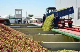 В РМ уже переработано больше яблока урожая-2023, чем был прогноз - agroexpert.md