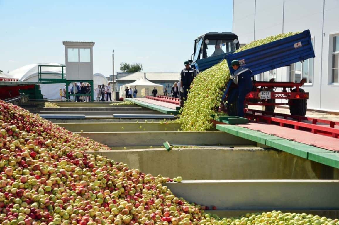 В РМ уже переработано больше яблока урожая-2023, чем был прогноз - agroexpert.md