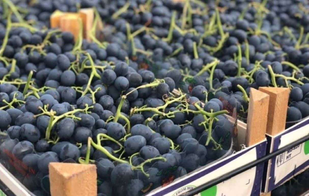 Экспорт винограда в декабре не очень велик - agroexpert.md