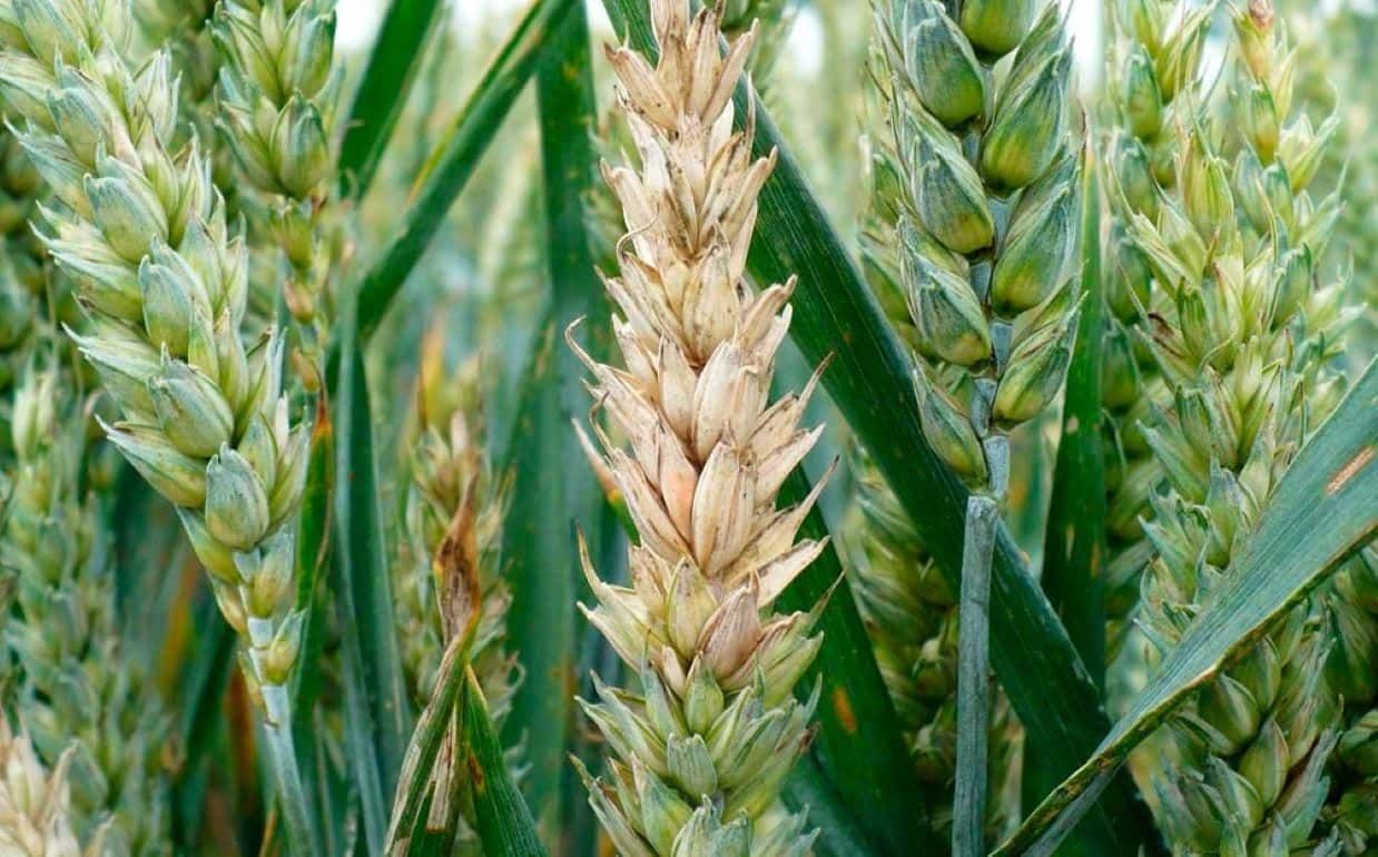 Симптомы фузариоза пшеницы могут проявляться в течение всей вегетации - agroexpert.md