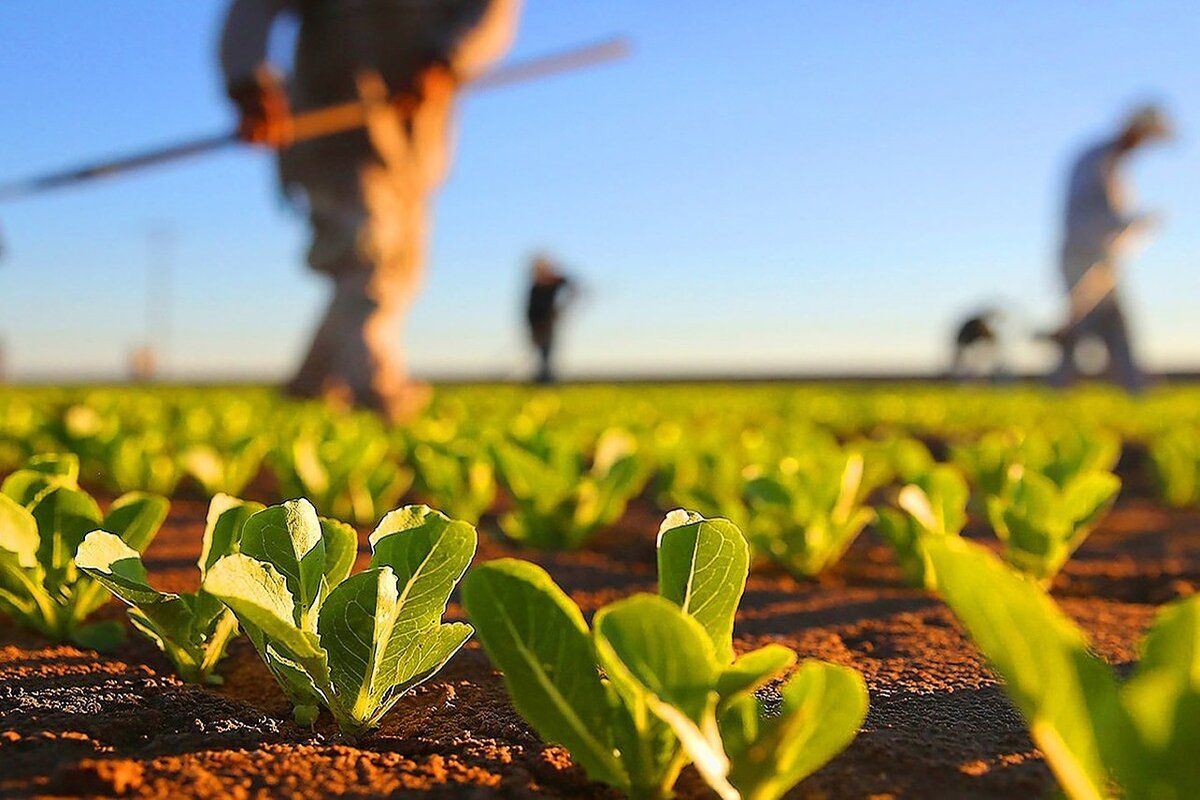 Comisia pentru Testarea Soiurilor de Plante - agroexpert.md