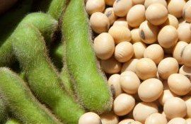 Площади посевов сои в Украине могут возрасти, что будет с ценой? - agroexpert.md