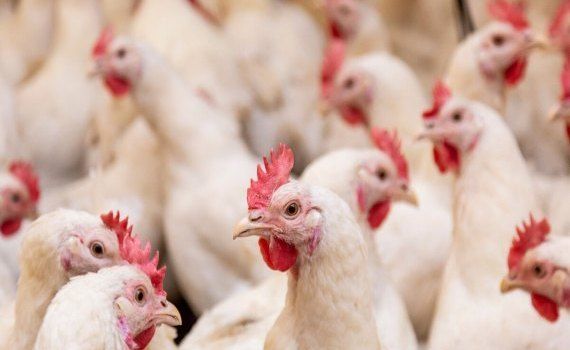 gripa aviară Moldova ANSA - agroexpert.md