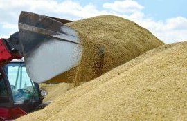 Tendințe în logistica exportului de cereale: Care cale este cea mai profitabilă