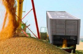 Ценовые индикативы в Украине на зерно за 22-28 января - agroexpert.md
