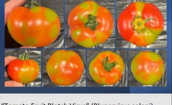 В Италии на томатах обнаружили новый коварный вирус - agroexpert.md