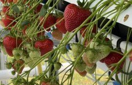 Новый сорт клубники Джек приведет к высоким урожаям - agroexpert.md