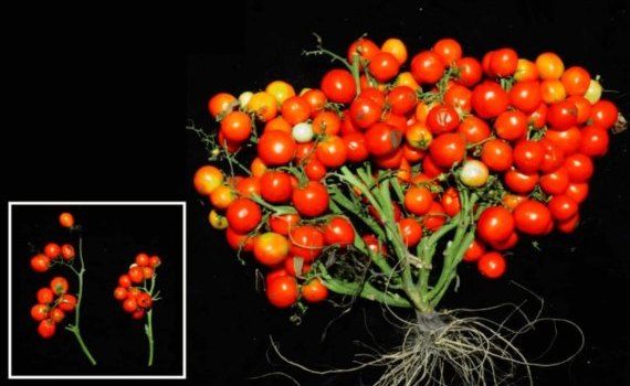 Вырастить за 40 дней томаты черри можно и дома и в космосе - agroexpert.md