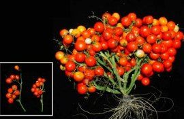 Вырастить за 40 дней томаты черри можно и дома и в космосе - agroexpert.md