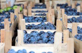 În atenția producătorilor de prune - agroexpert.md