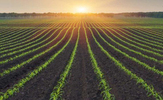 Reducerea pierderilor de azot: Soluții pentru o agricultură sustenabilă - agroexpert.md