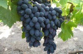 Сергей Тутован: «не будет ирригации – не станет и столового виноградарства»