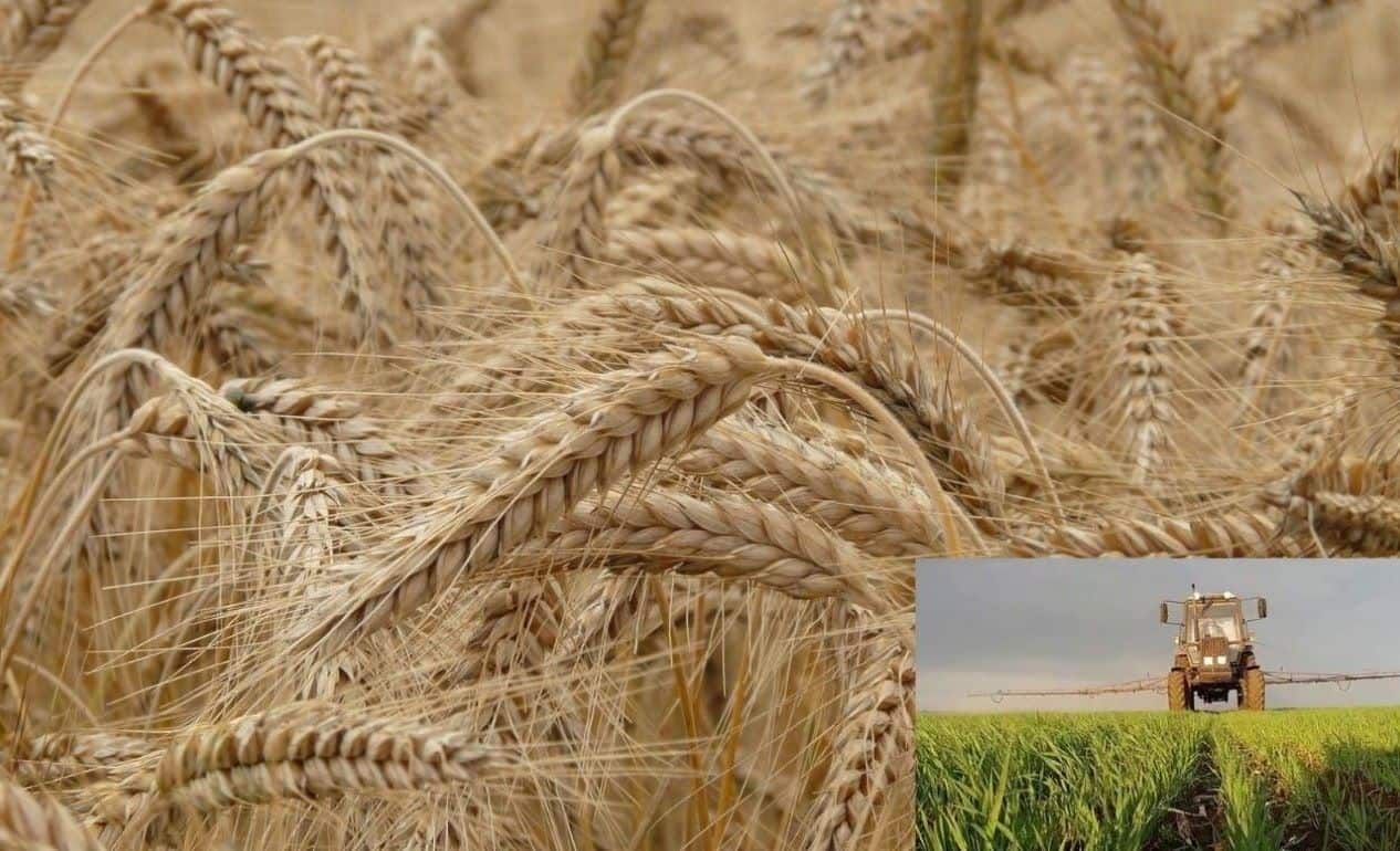 Без листовой подкормки озимой пшеницы рекордного урожая не добиться - agroexpert.md