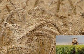 Без листовой подкормки озимой пшеницы рекордного урожая не добиться - agroexpert.md