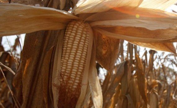 ФАО: Производство фуражного зерна достигло исторического максимума - agroexpert.md