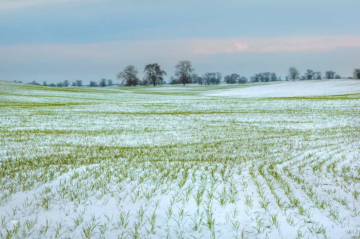 Дефицит снежного покрова грозит перспективам урожая пшеницы в Европе - agroexpert.md