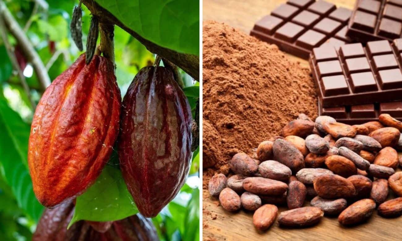 Возможно ли выращивать какао-бобы в России – мнение эксперта - agroexpert.md