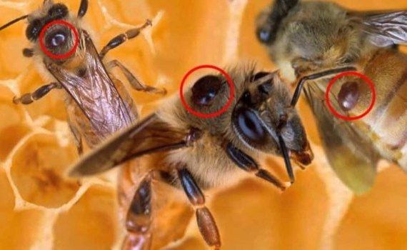 Биоборьба с варроатозом пчел: Раствор прополиса от алжирской пчелы - agroexpert.md