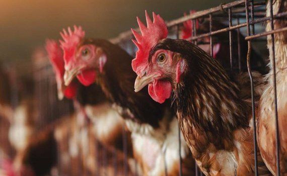 gripa aviară ANSA - agroexpert.md