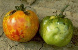 Bayer вывела томат, устойчивый к вирусу пятнистого увядания томатов - agroexpert.md