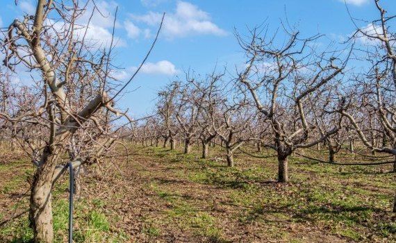 Tratamente de iarnă la pomi și vița de vie: Cum se aplică corect  - agroexpert.md