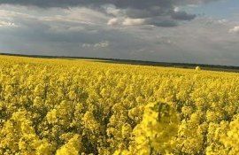 В Румынии фермеры увеличивают площади под рапсом - agroexpert.md