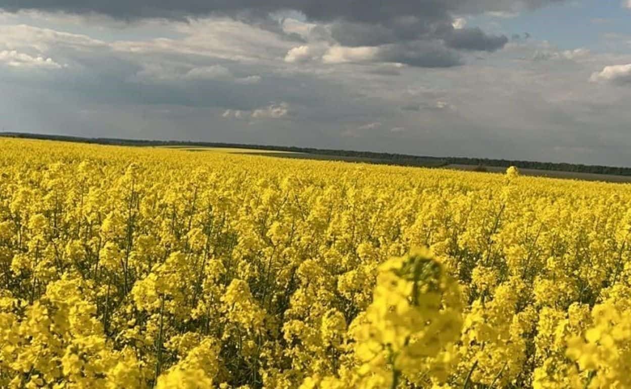 В Румынии фермеры увеличивают площади под рапсом - agroexpert.md