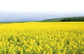 Можно ли на рапсе нормой высева компенсировать ущерб от блошек - agroexpert.md