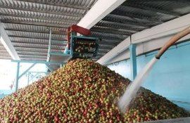 Фабрики по переработке фруктов возобновили работу в межсезонье