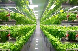 Вертикальное фермерство во всем мире вырастет в семь раз до 2030 года - agroexpert.md