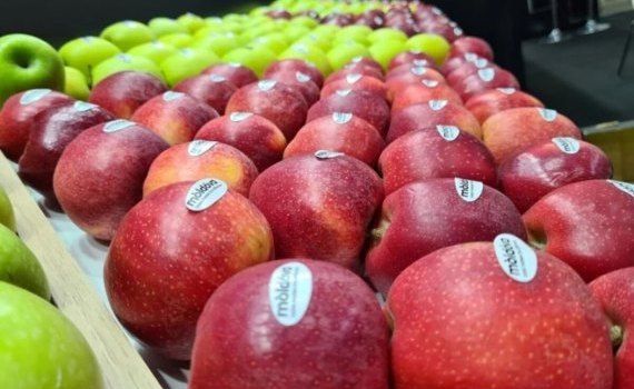 export fructe Bolea - agroexpert.md
