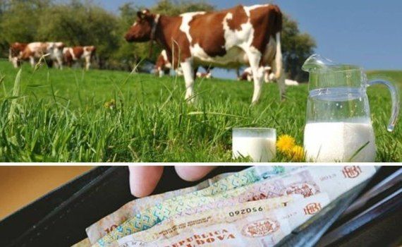 Прямые субсидии на «килограмм молока»: эффект есть, но… - agroexpert.md