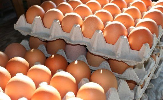 Ouă cu Salmonella Dondușeni - agroexpert.md