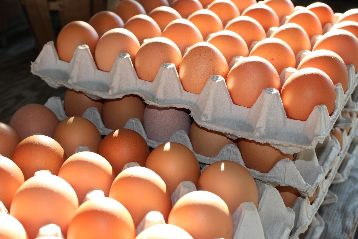 Ouă cu Salmonella Dondușeni - agroexpert.md