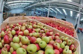 Яблоко для переработки – новый популярный экспортный товар в Европе - agroexpert.md