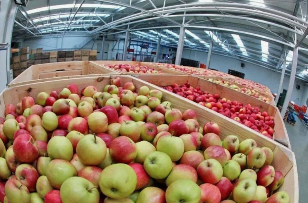 Яблоко для переработки – новый популярный экспортный товар в Европе - agroexpert.md