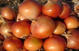 В Молдове дефицит лука и растущие цены на этот продукт - agroexpert.md